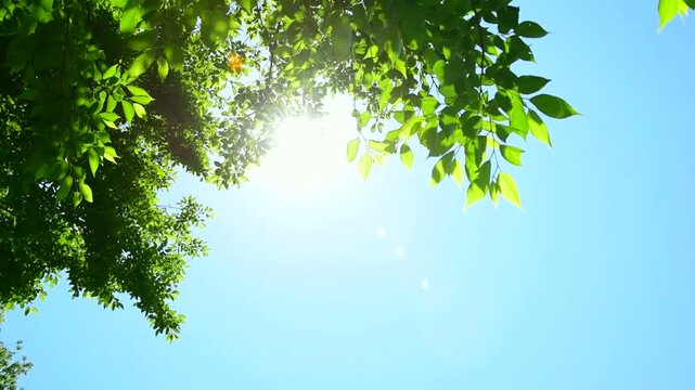新緑の木々と木漏れ日