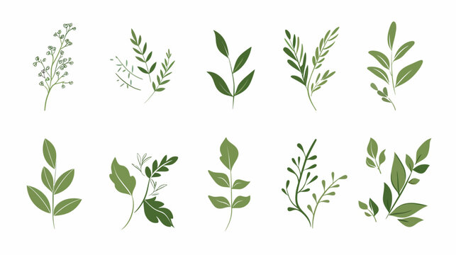 Collection of green botanical elements for decorative design and illustration