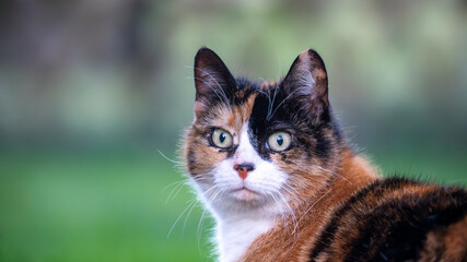portrait of a cat © Diederik
