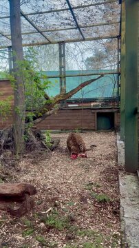 Leopard eating raw meat in a zoo enclosure
