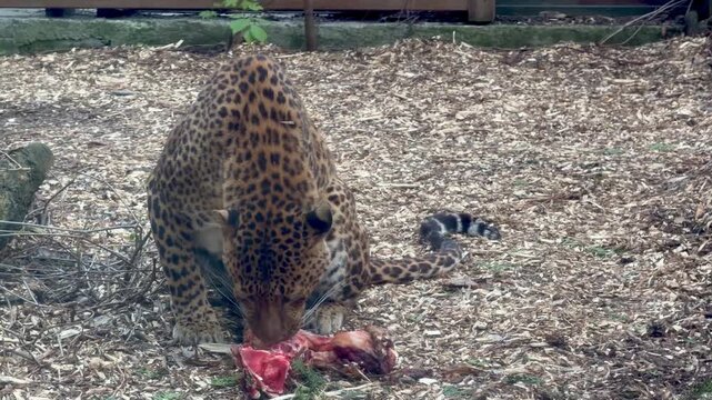 Close up of a leopard eating raw meat in a zoo