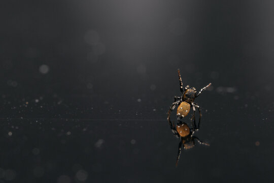 Jumping spider on a black background. Minimalist macro photography.