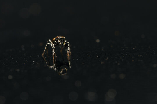 Jumping spider on a black background. Minimalist macro photography.