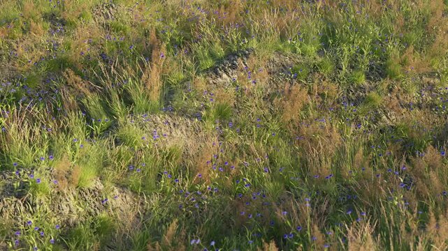 Grass and wild grain field rolling like ocean waves in a gentle breeze. Seamless nature loop for backgrounds, calm scenes, and motion design. 3d render animation.