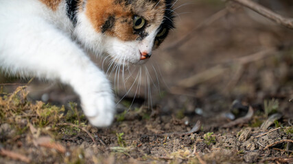 cat in the grass © Diederik