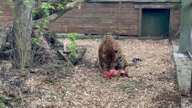 Leopard eating raw meat in a zoo enclosure with wide shot framing