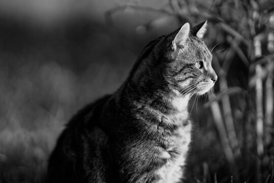 Portrait de chat en noir et blanc