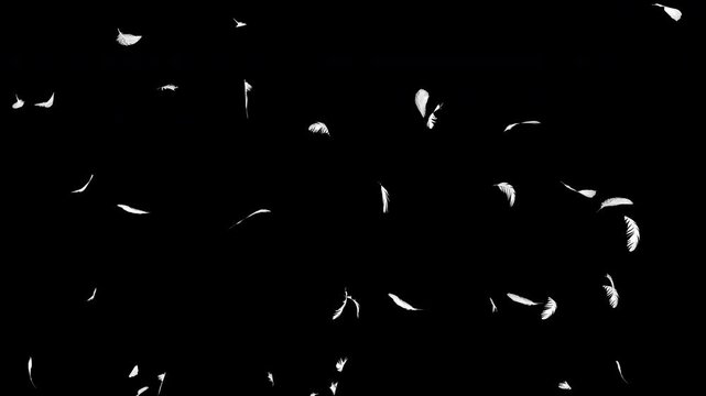 コンピューターグラフィクスで作成した白い羽が下から上に舞い上がるループ可能で透明な背景の動画
