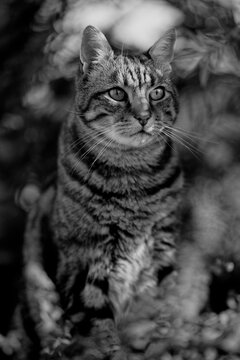 Portrait de chat en noir et blanc