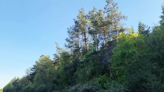 Driving along green forest with passing trees