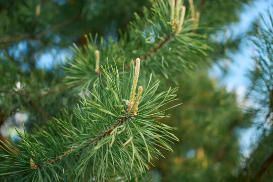 A close-up shot of a pinus branch featuring long green needles and a small brown male cone at the center