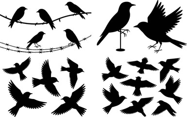 Obraz premium Flying and Perched Bird Silhouette Collection with Sparrow Crow and Songbird Poses for Wildlife Nature Design Projects