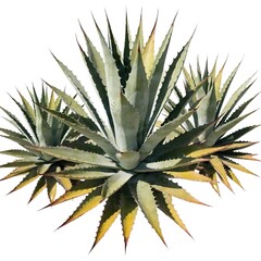 Fototapeta premium A high-resolution studio shot of a cluster of blue agave plants (Agave tequilana) displaying a dense rosette arrangement of rigid, s