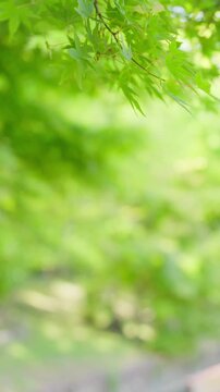 初夏の爽やかな風に揺れる青もみじと可愛いプロペラ型の種子。文字入れに最適な縦型動画素材