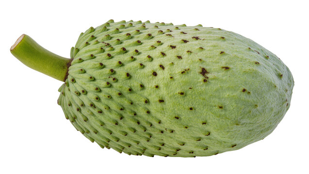 Green soursop fruit with textured skin and stem