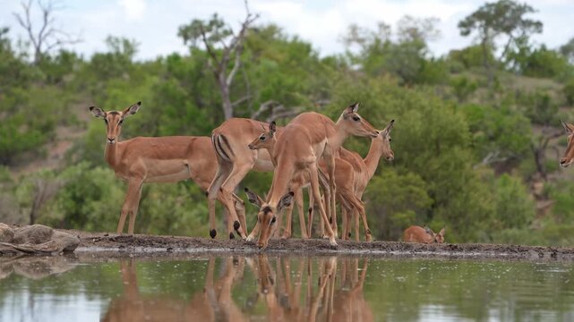 Wide shot of a herd of impala antelope walking and drinking at the edge of small waterhole with beautiful green trees in the background. Filmed from an underground hide at low angle, Greater Kruger.