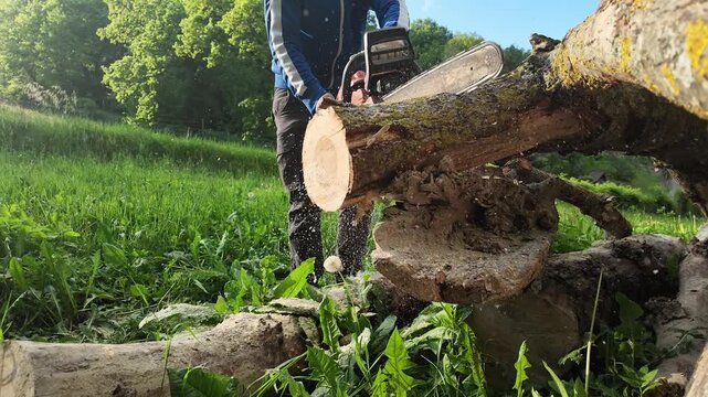Low angle 240fps super slow motion of a chainsaw blade cutting a tree log. Detailed footage of flying sawdust clouds, professional lumberjack labor and countryside forestry work
