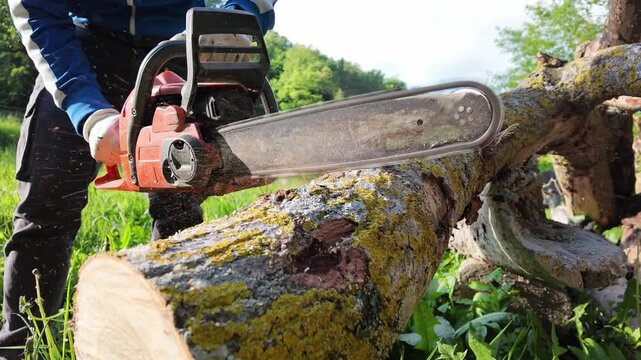 Super slow motion 240fps of a chainsaw blade starting to slice a tree log. Front view of flying sawdust chips, lumberjack labor and professional forestry work for industry concepts