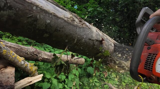 Macro 240fps super slow motion of a chainsaw chain biting into a tree bark. Detailed footage of flying wood splinters and sawdust chips for industrial and forestry safety concepts