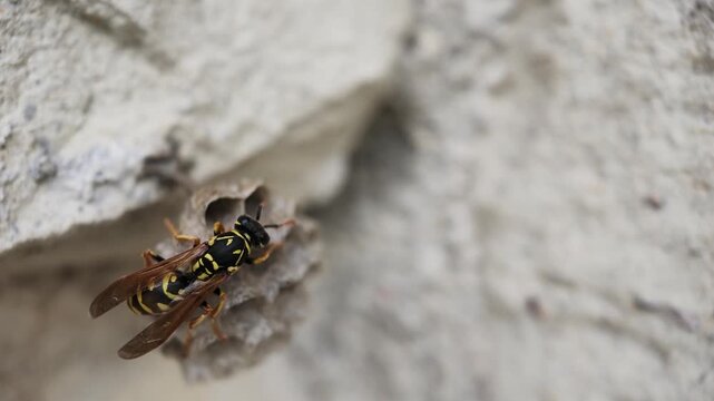 Macro 240fps super slow motion of a wasp walking on a honeycomb nest structure from a top view. Detailed high angle footage of insect biology, natural architecture and pest control