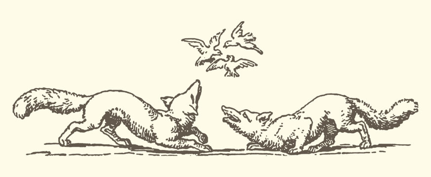 Vintage foxes playing decorative illustration with illustration wildlife decorative scrollwork ornament engraving traditional stylized monochromatic handdrawn competition