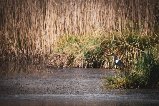 Grey heron standing in a quiet wetland among green grass and dry reeds, hunting near shallow water in a natural marsh habitat on a sunny spring day.