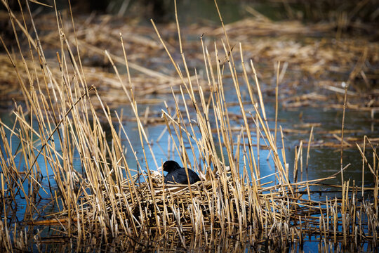 Eurasian coot nesting among dry reeds in a quiet wetland, surrounded by shallow blue water and natural marsh vegetation, showing wild bird breeding behavior in spring.