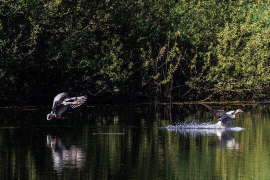 Two wild greylag geese flying low over a calm lake, with water splashes, reflections and dense green forest in the background, capturing natural bird behavior in a peaceful wetland habitat.