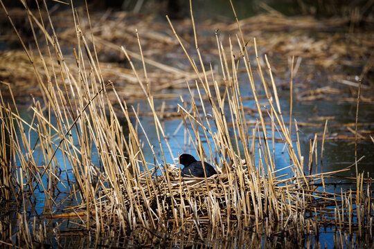 Eurasian coot nesting among dry reeds in a quiet wetland, surrounded by shallow blue water and natural marsh vegetation, showing wild bird breeding behavior in spring.