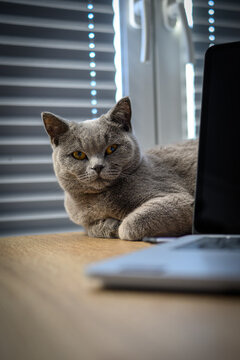 Beautiful British Shorthair cat relaxing beside a laptop on a wooden desk in a modern home office.