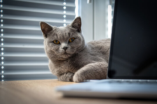 Beautiful British Shorthair cat relaxing beside a laptop on a wooden desk in a modern home office.