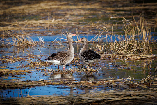 Two greylag geese standing together in a shallow wetland surrounded by reeds and reflective water under natural sunlight
