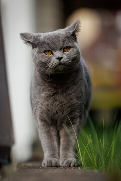 Elegant gray British Shorthair cat with striking amber eyes standing outdoors in soft natural light.