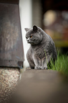 Elegant gray British Shorthair cat with striking amber eyes standing outdoors in soft natural light.