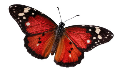 Red butterfly with black and white spots on wings © Isolde