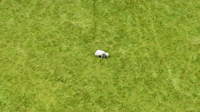 Aerial drone view footage of a ewe sheep with two lambs standing on green pasture land in the English countryside showing peaceful rural farming and spring livestock from above