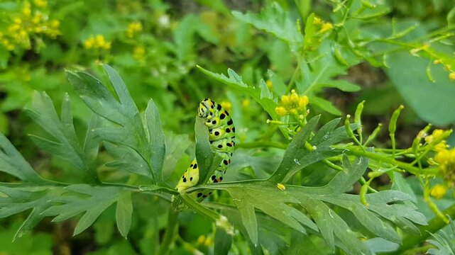 Raupe vom Schwalbenschwanz (Papilio machaon)