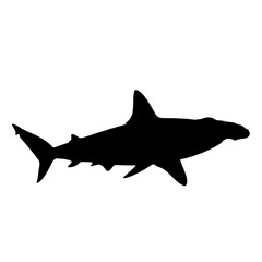 Obraz premium Silhouette of a majestic shark swimming through the depths of the ocean highlighting marine life and aquatic predator features