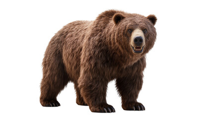 Fototapeta premium Brown grizzly bear standing showing teeth, full body