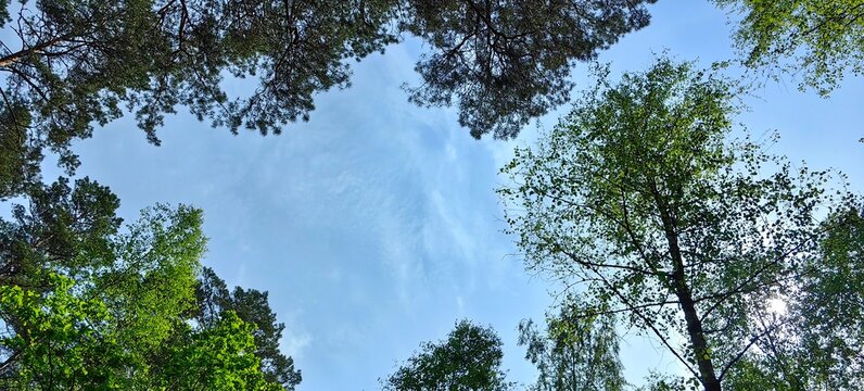 .Treetops with pine forest, blue sky and birch trees.