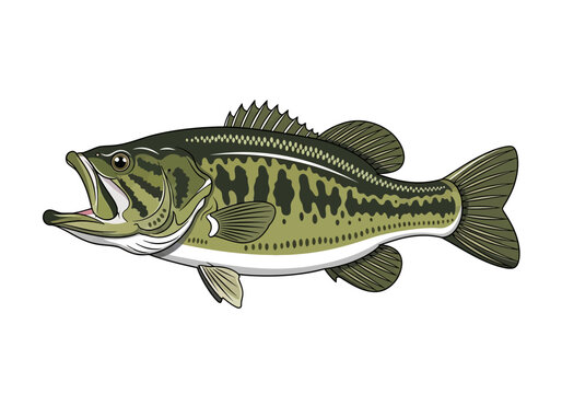 A large mouth bass fish is jumping out of the water in a lake.