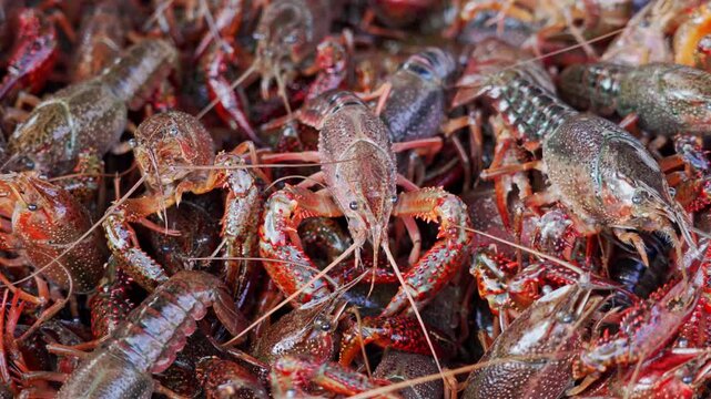 Close-Up of Fresh Live Crayfish (Crawfish) with Red Spotted Claws in a Pile