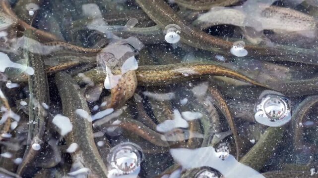 Close-Up of Live Loaches Swimming in Water