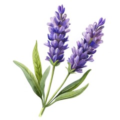 Fototapeta premium Purple lavender flowers with green leaves - Fresh purple lavender blooms with slender green leaves, ready for nature-inspired designs and botanical illustrations.