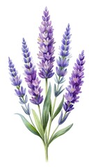 Fototapeta premium Purple lavender flower bouquet illustration - Elegant lavender flowers with soft purple and white hues in a natural arrangement for botanical or floral design use.