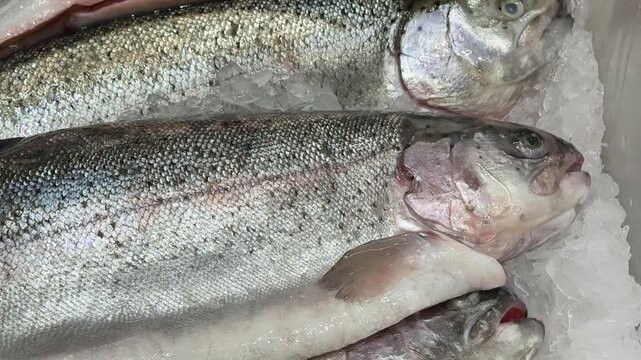 Raw whole rainbow trout with a head, chilled on shallow ice at the seafood market. An open shelf at the fish market. Close-up
