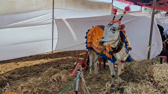 View of decorated bull at krishi mela showcasing traditional rural culture and festive celebration