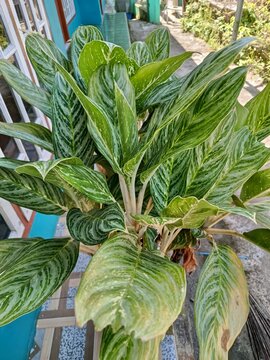 gThis plant is a lush Aglaonema commutatum, commonly known as Chinese Evergreen, a popular tropical houseplant valued for its striking ornamental foliage. The image shows broad, lance-shaped leaves fe