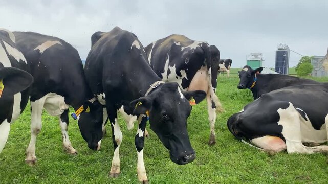 Woman Interacting with Curious Dairy Cows in Swiss Pasture