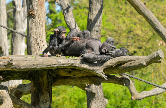 Schimpansen, Mutter mit Kind, Pongoland, Affen-Anlage, Zoo, Pfaffendorfer Stra&szlig;e, Leipzig, Sachsen, Deutschland